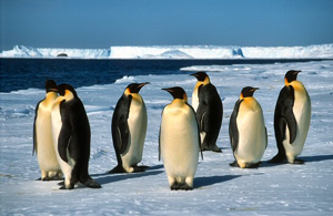 After all, legislators in Antarctica are much smarter than the ones we have here.