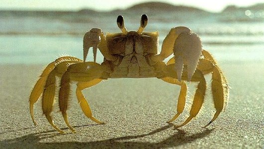 Don't laugh. If a Super-Crab ever got the chance, it would kill you and your loved ones without thinking twice.