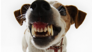 snarliebrown