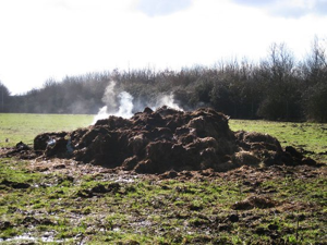 I couldn't find a picture of the Crappy Castle, so here's a picture of a steaming pile of shit, which is more useful than the castle since you can use it as fertilizer or to dump it on the house of the kind of person that gives your kids a Crappy Castle.