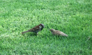 tweeters