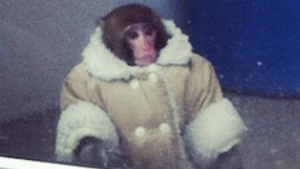Raoul, my IT monkey