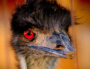 Little know fact: Robotic emus account for over half of the fatalities in my hallucinations.