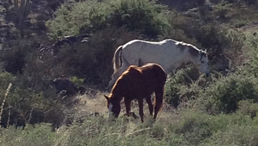 Mick Jagger says that wild horses couldn't drag him away. I think we should get some rope and test this theory out.