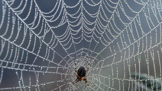 A spiderweb, or possibly a being from the 23rd dimension