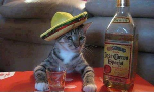 Another helpful hint: Don't name your cat Cuervo.