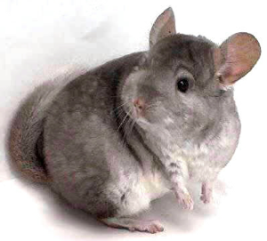 No! I know it smells like cheese, but it's a trap! Run, chinchilla! Run for your life!