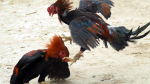 Hey, toddlers gotta learn about cockfighting somewhere...