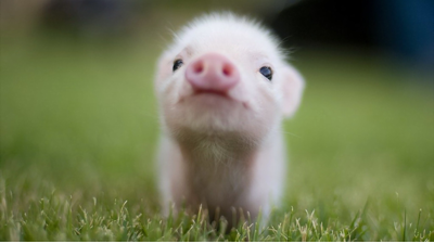 Sadly, Bogart's is no longer in business, so here is a picture of an adorable piglet instead.